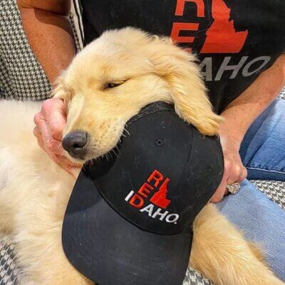Cute dog biting a cap