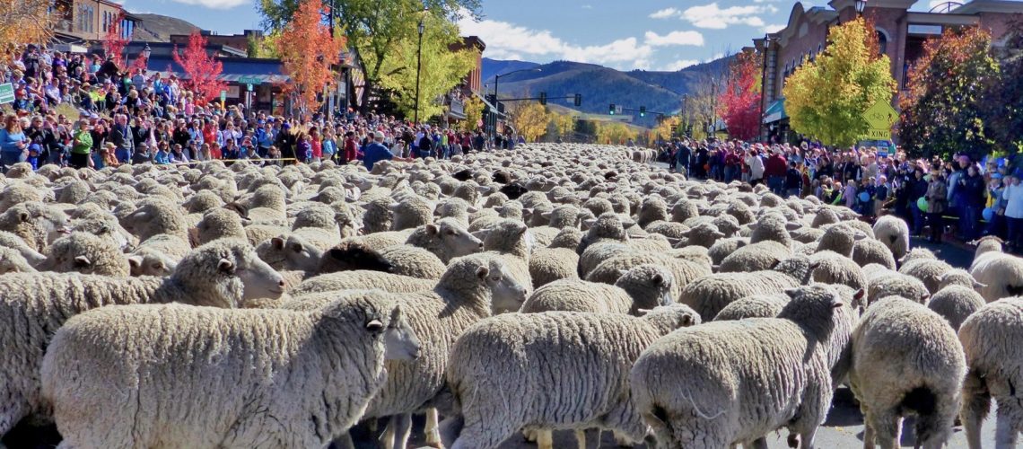 Trailing-of-the-Sheep-Festival-Parade-sheep-band-best-WM.-Credit-Carol-Waller_1